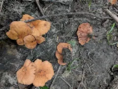 Lactarius subserifluus thumbnail 4