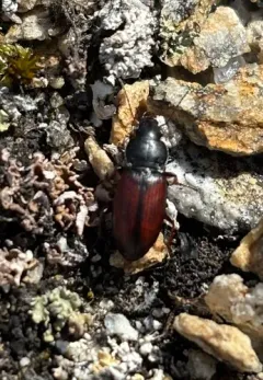 Amara alpina thumbnail 3