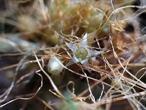 California dodder