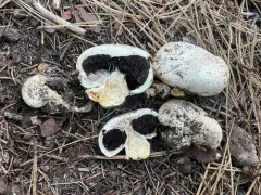 Unopened Agaricus thumbnail 2