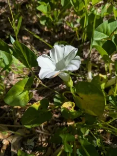 Nightblooming False Bindweed thumbnail 1