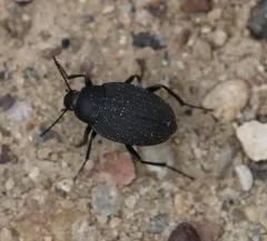 Plains False Wireworm Beetle thumbnail 1