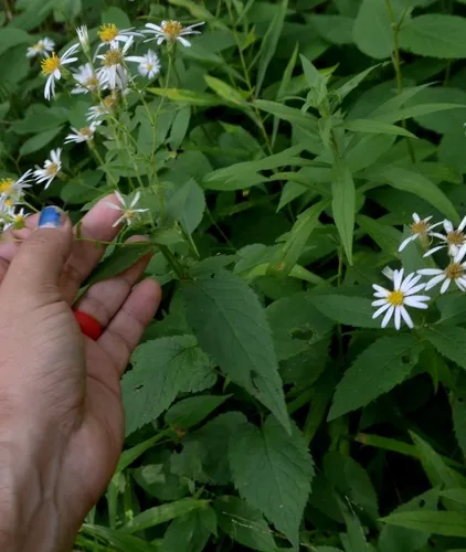 Forked Aster