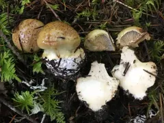 Calonarius luteicolor thumbnail 3