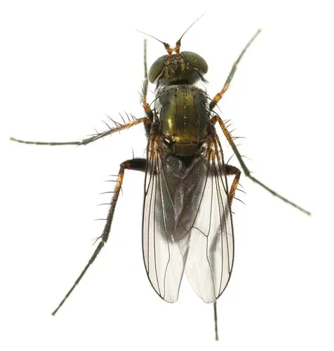 Tachytrechus tenuiseta