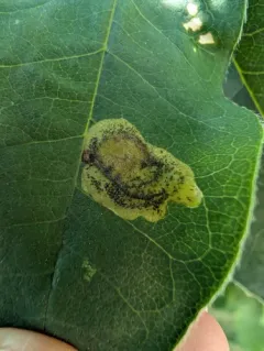 Laburnum Leafminer thumbnail 1