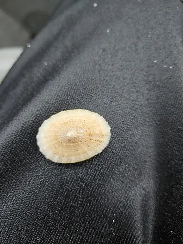 Scelidotoma bella