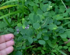 violet bush clover thumbnail 1
