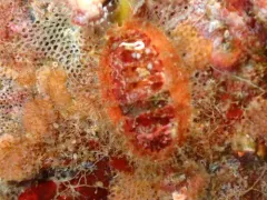 Dwarf Hairy Mopalia thumbnail 4