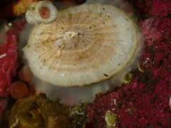 Scelidotoma bella thumbnail 2