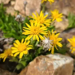 lyall's tonestus thumbnail 3