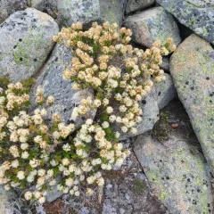 Mountain Labrador Tea thumbnail 4