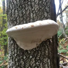 Ganoderma megaloma thumbnail 1