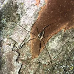 Painted Harvestman thumbnail 2