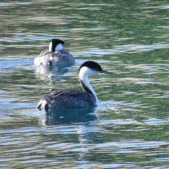 Western Grebe thumbnail 3