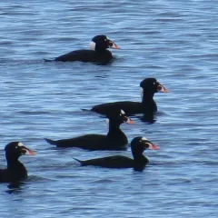 Surf Scoter thumbnail 3
