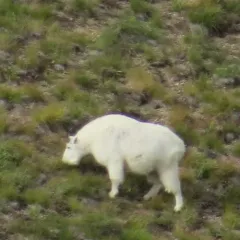 Mountain Goat thumbnail 4