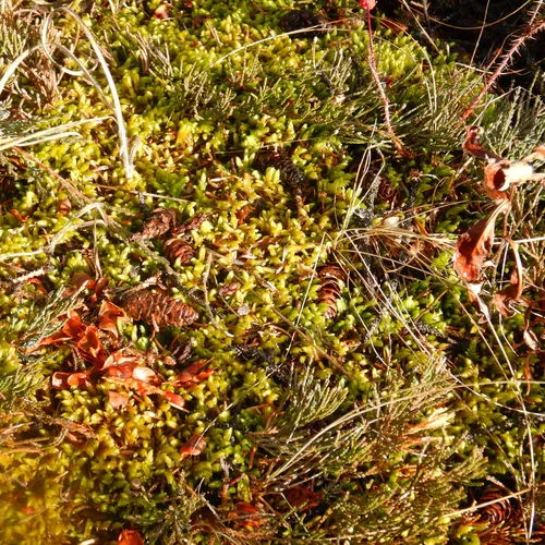 Golden Glade-moss