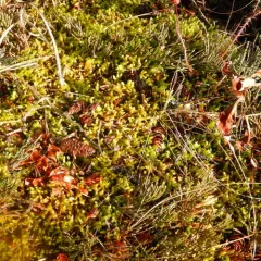 Golden Glade-moss thumbnail 1