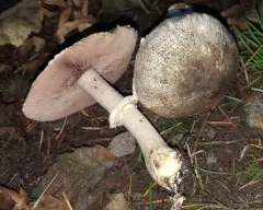 Inky Agaricus thumbnail 4