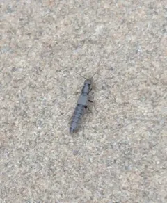 Cafius bistriatus thumbnail 3