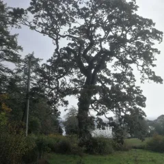 Oregon oak thumbnail 3