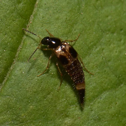 Lordithon fungicola