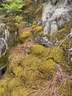 Twisted Moss thumbnail 3