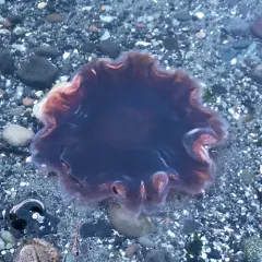 Pacific Lion's Mane Jelly thumbnail 4