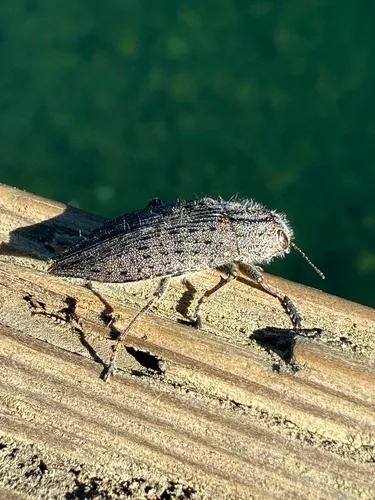 Dicerca hornii