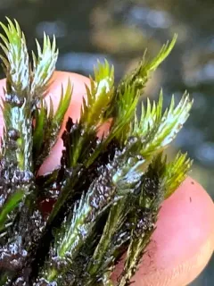 Large-leaved Pocket Moss thumbnail 4