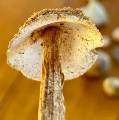 Sandy Stilt-puffball thumbnail 3
