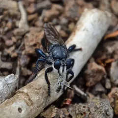 Pogonosoma ridingsi thumbnail 4