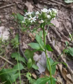 clumped whitetop aster thumbnail 2