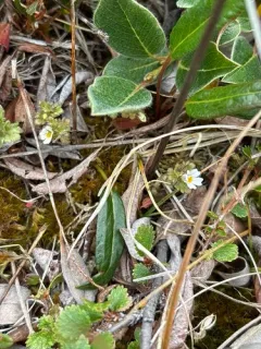Upland Eyebright thumbnail 4