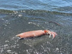 Robust Clubhook Squid thumbnail 4