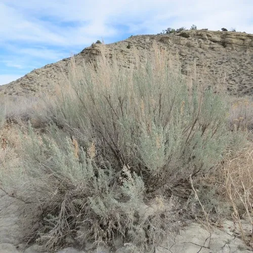 Big Sagebrush