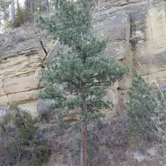 Rocky Mountains Ponderosa Pine thumbnail 4