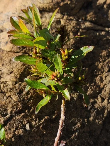Green-scaled Willow
