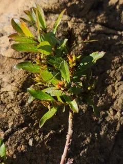 Green-scaled Willow thumbnail 1