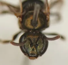Anomalous Metallic Sweat Bee thumbnail 4