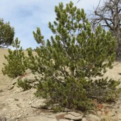 limber pine thumbnail 2