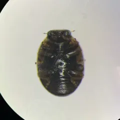 Ten-spotted Spurleg thumbnail 4