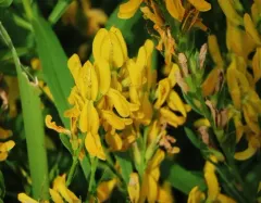 Dyer's Greenweed thumbnail 4