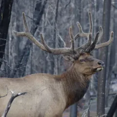 Wapiti thumbnail 4