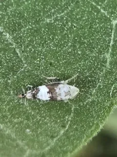 American Grapevine Leafhopper thumbnail 4