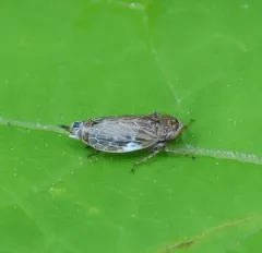 Extrusanus oryssus thumbnail 2