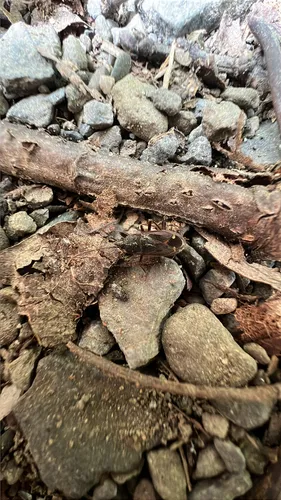 spiny groundbug