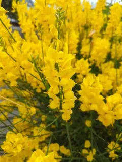 Spanish Broom thumbnail 4