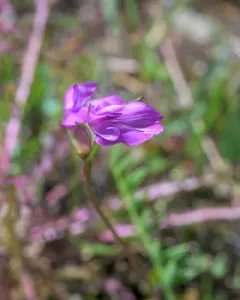 Bourgov's Milkvetch thumbnail 3